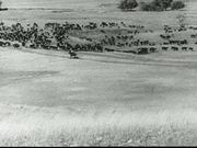 Western Cattle Sequence