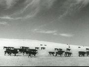 Western Cattle Sequence