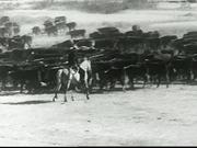 Western Cattle Sequence