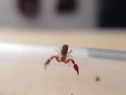 Pseudoscorpion