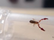 Pseudoscorpion