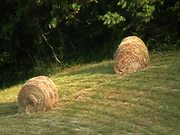 Round Bales With Rabbit