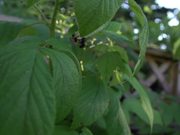 Bees Pollinating Raspberries