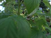 Bees Pollinating Raspberries