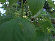 Bees Pollinating Raspberries