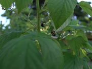 Bees Pollinating Raspberries