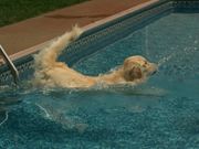 Bailey Swims