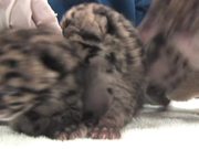 Clouded Leopard Cubs