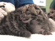Clouded Leopard Cubs