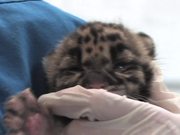 Clouded Leopard Cubs