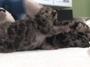 Clouded Leopard Cubs