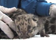 Clouded Leopard Cubs