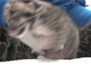 Clouded Leopard Cubs