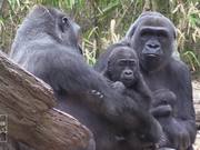 Gorilla Babies