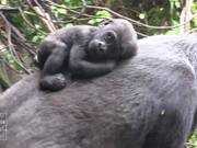 Gorilla Babies