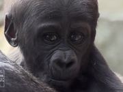 Gorilla Babies