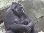 Gorilla Babies
