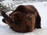 A Pair Of Playful Bears