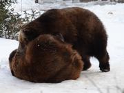 A Pair Of Playful Bears