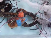 Crab Boxing