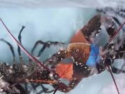 Crab Boxing