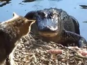 Cat vs. Alligator