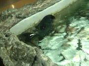 Viewing some Stingrays