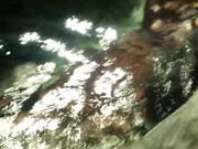 Viewing some Stingrays