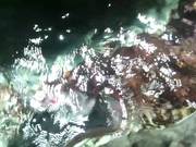 Viewing some Stingrays