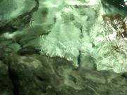 Viewing some Stingrays