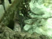 Viewing some Stingrays