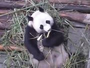 Panda Eating