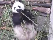 Panda Eating