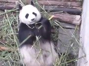 Panda Eating