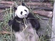 Panda Eating