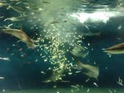 Feeding Fishes