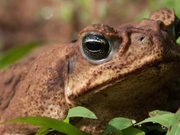 Comparing Tropical+Temperate Frog Breeding