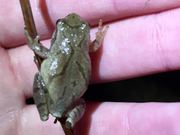 Comparing Tropical+Temperate Frog Breeding