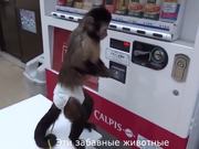 Monkey Using a Vending Machine