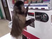 Monkey Using a Vending Machine