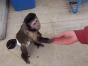 Monkey Using a Vending Machine