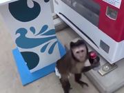 Monkey Using a Vending Machine