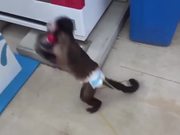 Monkey Using a Vending Machine