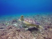 Green Turtle