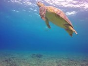 Green Turtle