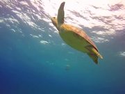 Green Turtle