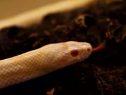 Albino Snake