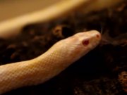 Albino Snake