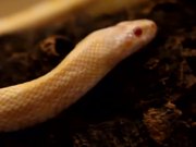 Albino Snake