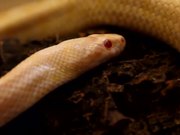 Albino Snake